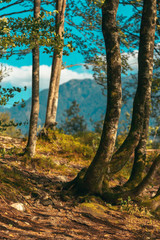 Obraz premium Deciduous forest detail