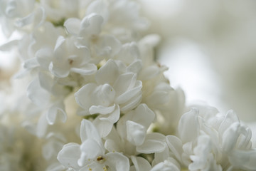 Fototapeta na wymiar White Elder Flowers