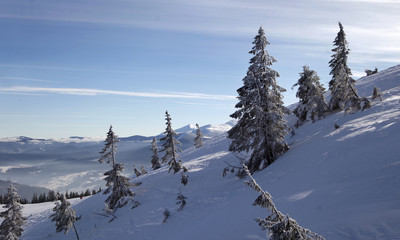 Зимние деревья в снегу © dudnik_tetiana