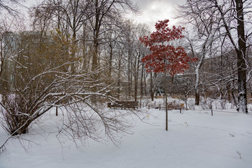 Snowbound deserted city park in the cold winter
