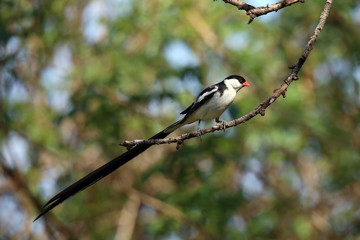 Pin-tailed Whydah