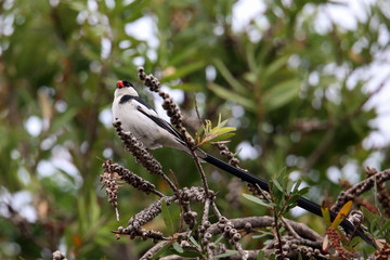 Pin-tailed Whydah