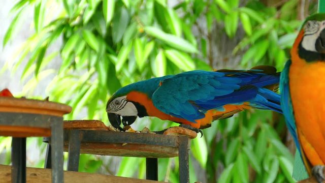 A colorful parrot on branch at zoo