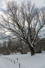 Snowbound deserted city park in the cold winter
