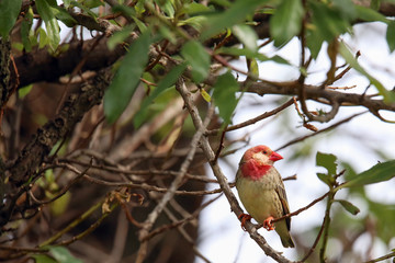Red Billed Quellea