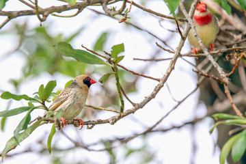 Red Billed Quellea