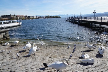 Zürichsee in Zürich in der Schweiz am Bürkliplatz in der Nähe von Bellevue und Opernplatz - 183925753