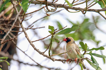Red Billed Quellea