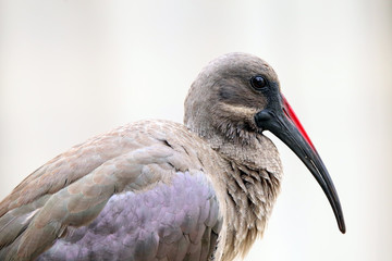 Hadeda Ibis