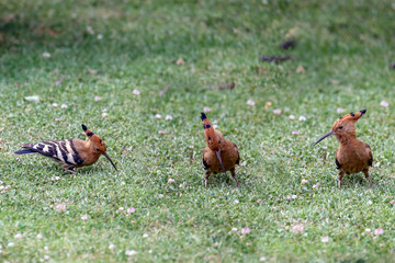 Fototapeta premium African Hoopoe