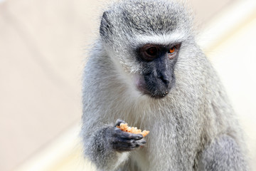 Vervet Monkey