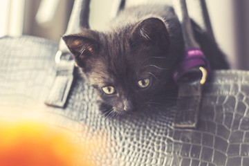 młody kot europejski bawi się w torbie