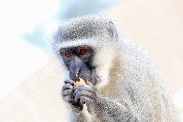 Vervet Monkey