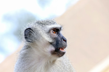 Vervet Monkey