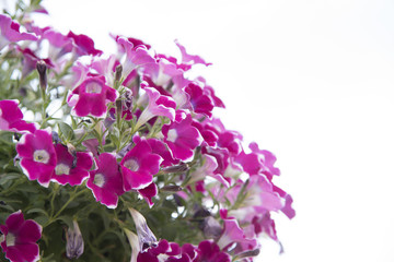 Obraz premium Colorful flowers on a white background.