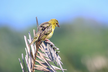 Yellow Weaver