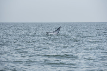 Naklejka premium Bryde's whale, Whale in gulf of Thailand..