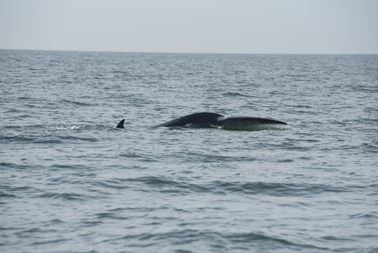 Bryde's whale, Whale in gulf of Thailand..