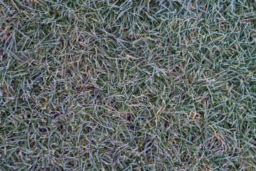 Grass in the autumn garden. The first frost. View from above.