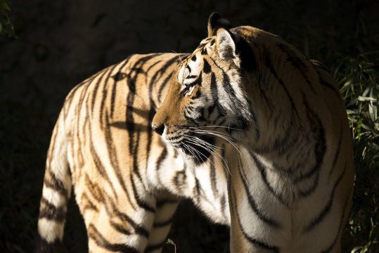 Portrait of tiger.
