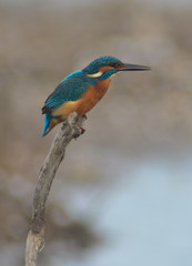 Martin pescatore,ritratto su ramo,sfondo chiaro,Alcedo atthis