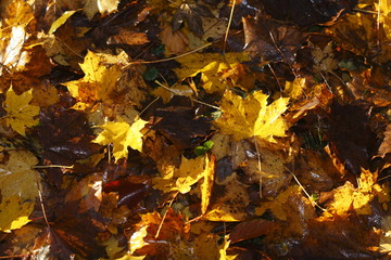 Ahornblätter, gelb verfärbtes Herbstlaub