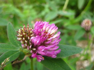Meadow clover