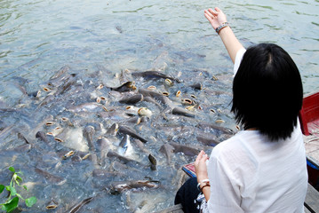 woman feeding for fishes in the river