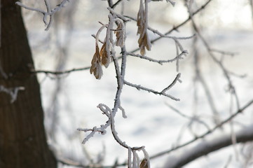frozen plants