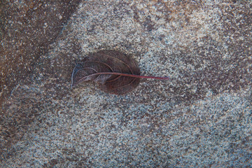 A leaf on a granite platform in the garden. Autumn. The first frost. Abstraction. View from above.
