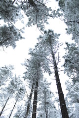 SNOW COVERED PINE FOREST