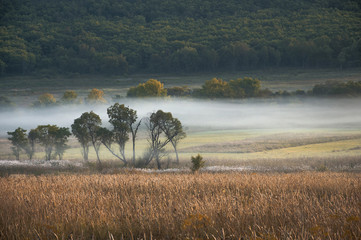 field and forest in the fog / morning / nature of the Far East of Russia