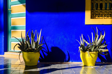 potted aloe vera plant with blue wall at background
