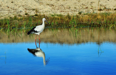 Oriental Stork  (Ciconia Boyciana)