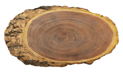 A close up of the cut of a cork tree. Texture of cork  tree isolated on white.