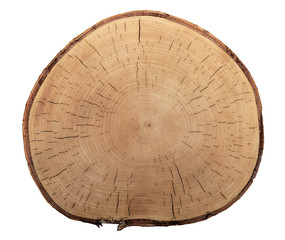 cut texture of birch tree isolated on white