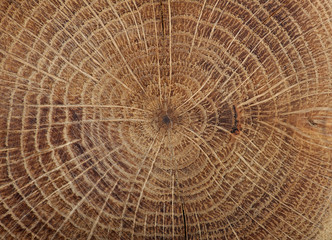 cut tree texture of oak tree