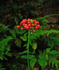 Korean wild root ginseng with berries. A close up of the most famous medicinal plant ginseng (Panax...