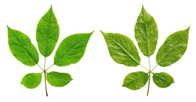 Isolated Leaf From Both Sides. Leaf Panax Ginseng. Korean Wild Root Ginseng With Berries. A Close Up Of The Most Famous Medicinal Plant Ginseng (Panax Ginseng).