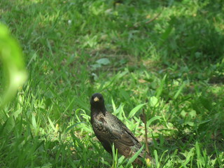 A Starling in the garden. Village. Bryansk district. (The Vast Russia! Sergey, Bryansk.)
