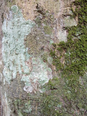 Texture of wood tree background, vertical image