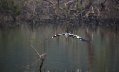 Grey Heron in Flight