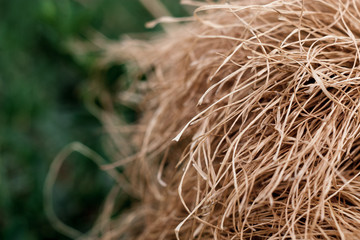 dried grass straws