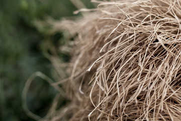 dried grass straws