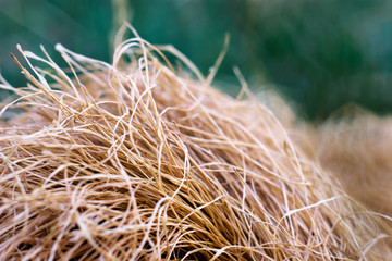 dried grass straws
