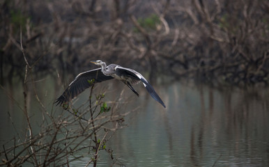 Grey Heron bird in flight