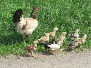 Chicken. Village. Bryansk district. (The Vast Russia! Sergey, Bryansk.)