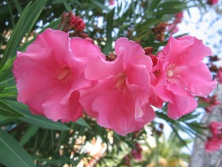 beautiful flowers of oleander on the background leaves