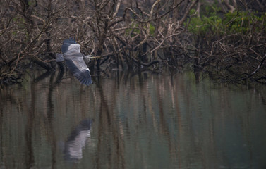 Grey heron bird in flight