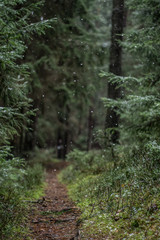 Winter im Märchenwald